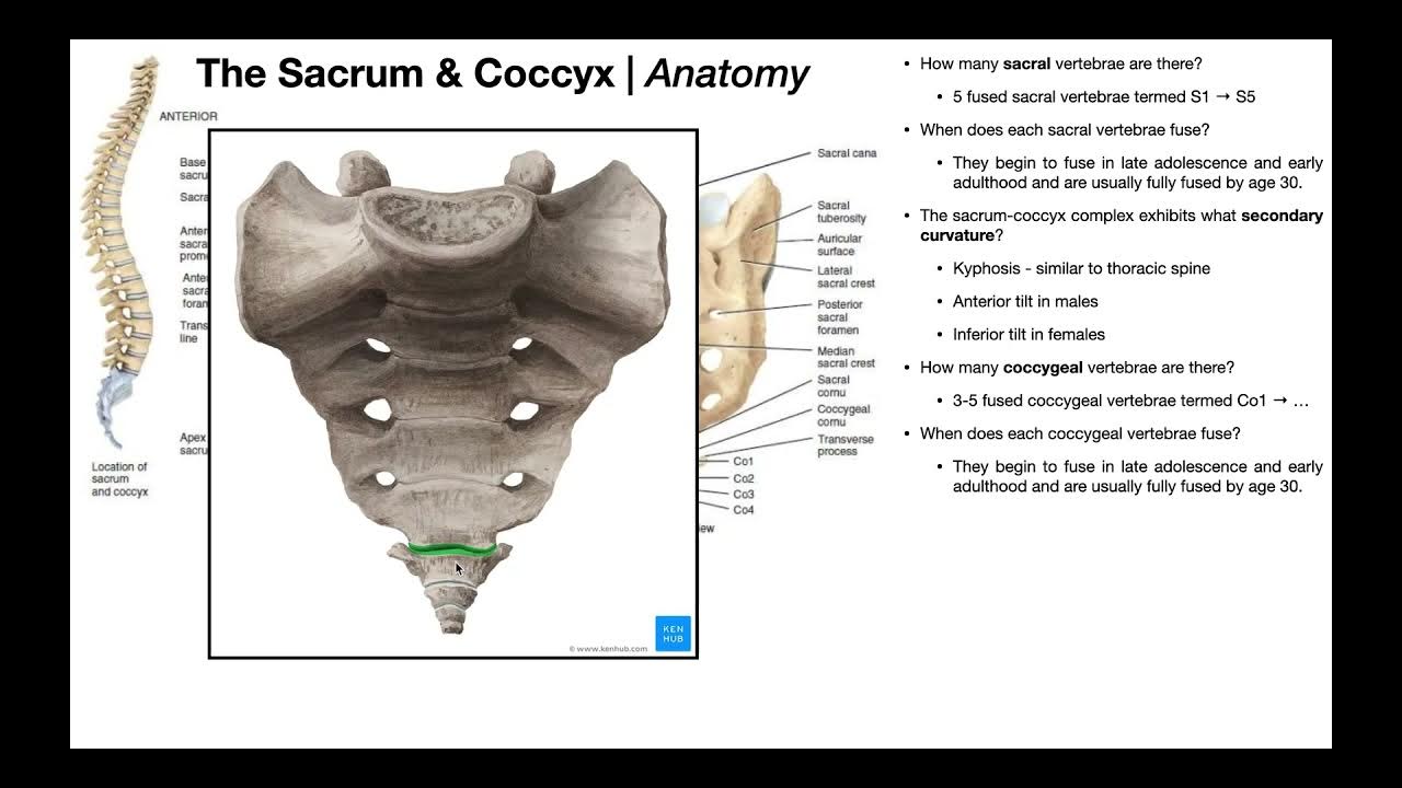 All About the Sacrum and Coccyx