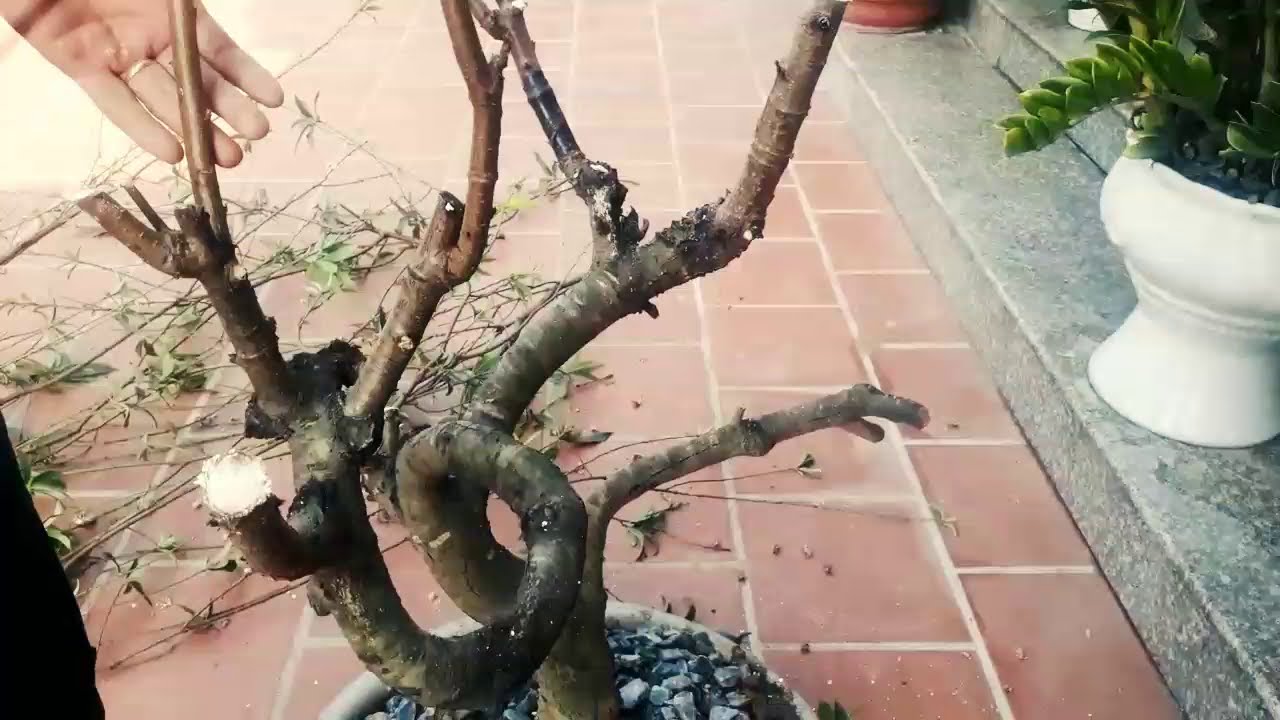 Cách trong đào sau tết Quy trình từ  A đến Z