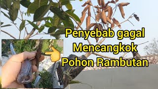PENYEBAB GAGALNYA MENCANGKOK POHON (rambutan)