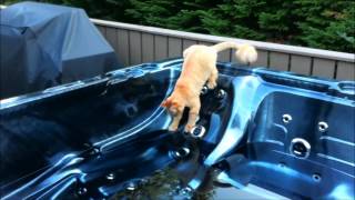 Cat Falls In Hot Tub