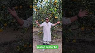 মালটা ও কমলা বাগান টুর করছি #touristplace #tourvibes #tourvideos #tourism #touristplace #tour #short