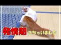 メス猫(メインクーン)の発情期の鳴き声は意外とかわいいですよ!