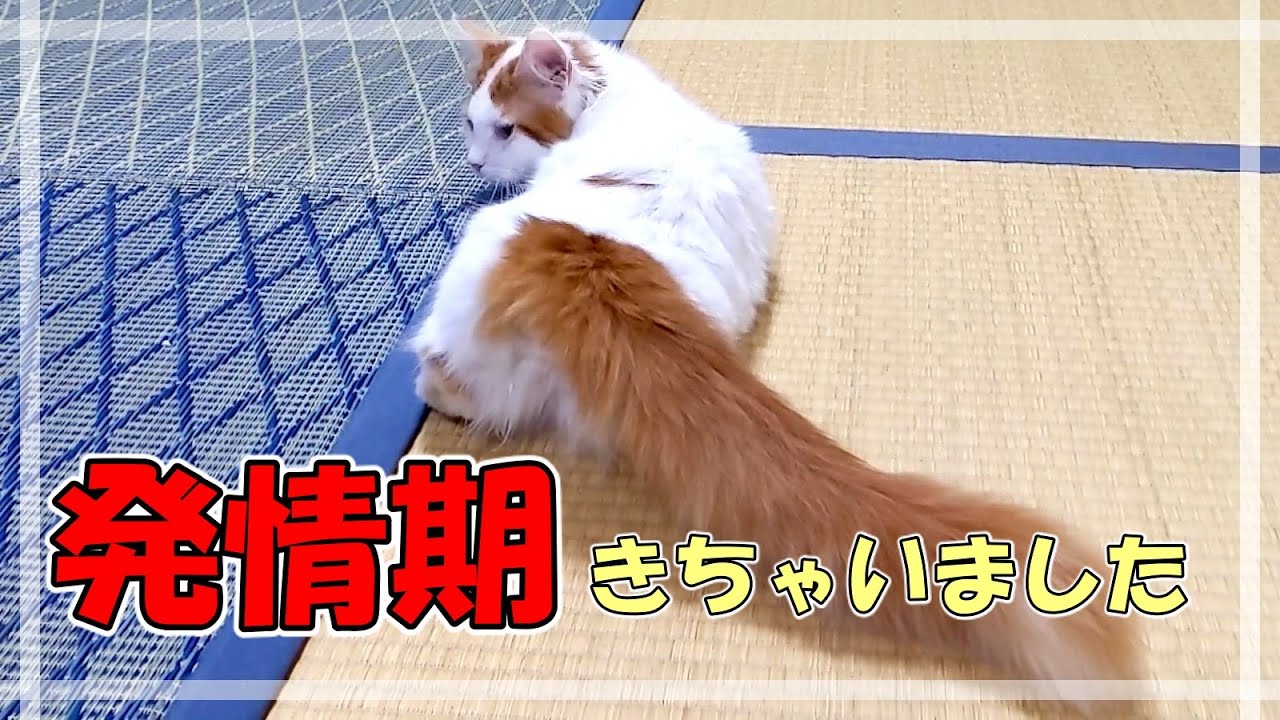 猫 発情 期 鳴き声