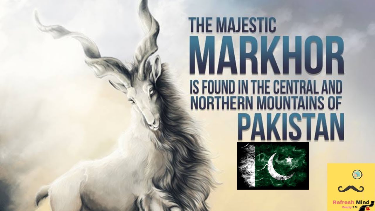 markhor-national-animal-of-pakistan-youtube