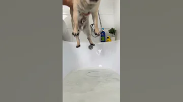КАК ПОМЫТЬ СОБАКУ?😂