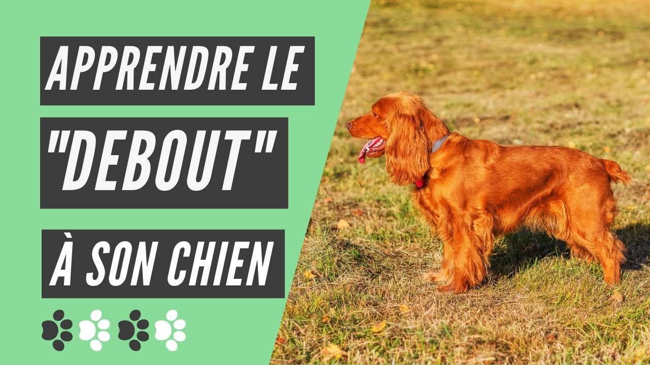 Comment apprendre le debout à son chien ? - YouTube Comment apprendre le debout à son chien ? - YouTube