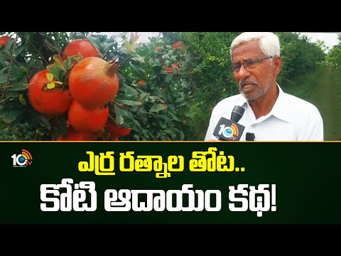 ఎర్ర రత్నాల తోట.. కోటి ఆదాయం కథ! | Farmer earning profit through Pomegranate farming | Matti Manishi