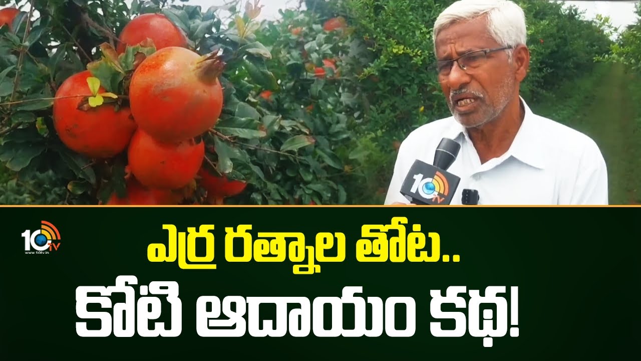 ఎర్ర రత్నాల తోట.. కోటి ఆదాయం కథ! | Farmer earning profit through Pomegranate farming | Matti Manishi