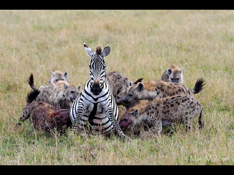 OVER 5 MILLION VIEWS!!!  Pregnant zebra mares battles hyena clan.(graphic content)