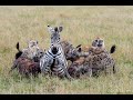 OVER 5 MILLION VIEWS!!!  Pregnant zebra mares battles hyena clan.(graphic content)