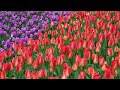 Empathy is the bridge to understanding 🌴 Lofi Hip Hop Radio - Deep Focus [ Calm - Relax - Study ]