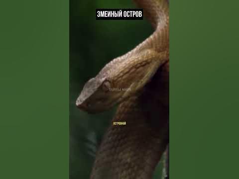 Остров змей - YouTube