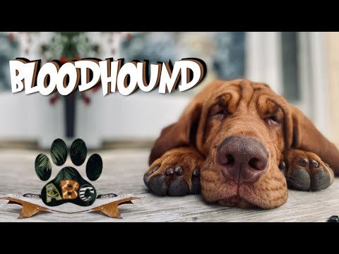 BLOODHOUND | SAINT HUBERT - The complete guide about this hound dog