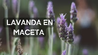 Cómo sembrar LAVANDA//obtén un montón de plantas by Desde la Raíz - Huertos Urbanos 3,279 views 11 months ago 6 minutes, 45 seconds