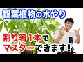 【観葉植物の水やり】これで今日から水やりマスター【あなた専用水やりマニュアル】【園芸】【ガーデニング】
