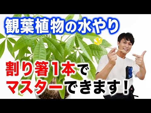 【観葉植物の水やり】これで今日から水やりマスター【あなた専用水やりマニュアル】