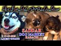 Saddar Dogs Market 27-9-20 Husky Pitbull Labrador Retriever and other Dogs Puppies Updates Video