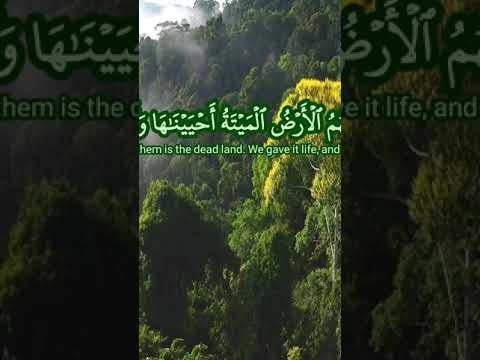 الشيخ المنشاوي وآية لهم الأرض الميتة أحييناها وأخرجنا منها حبا فمنه يأكلون سورة يس 