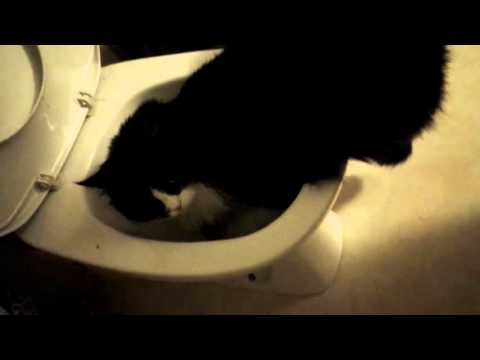 Video: Er Toalettvann Trygt For Kjæledyr å Drikke?