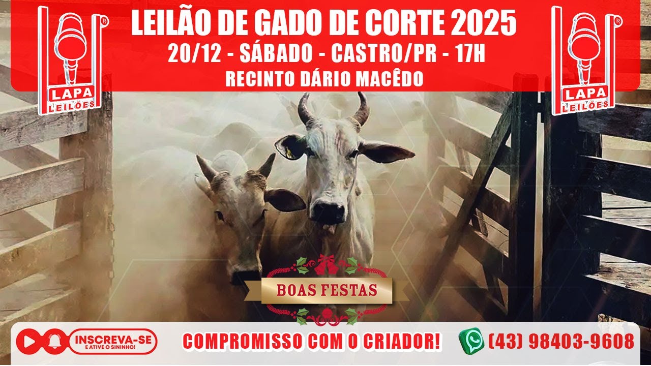 LAPA LEILÕES - LEILÃO GADO DE CORTE - SÁBADO - 20/12/2025 - 17h - CASTRO/PR