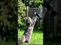 “This Cat Fought Everyone Just to Save Fire 😳🔥#short #fighting #animation