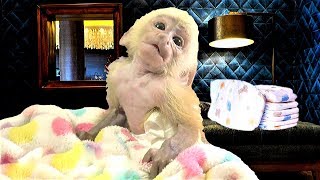 Baby Monkey Wears a Preemie Diaper!  (Adorable!) ❤️