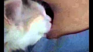 Kitty Loves her Mommy!