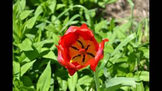 Homestead Dooryard (Vermont spring flowers)