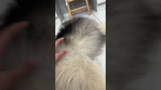 Bear’s bean toes: up close ultra detailed footage #keeshond #funnydogs #beantoes #cute #adorabledog