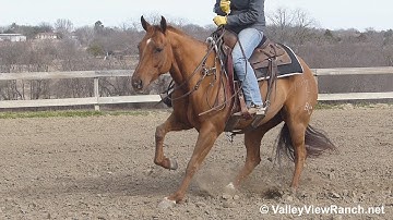 SDP Driving Ruby - bridleless working flag! - ValleyViewRanch.net