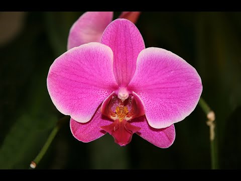 How to make thai clay moth orchid - part 1 |  thai clay flower | diy | chota crafts | crafs