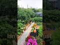Rainfall 😍 #rain #rainsounds #beautiful #shorts #short #youtubeshorts #shortvideo #garden #growing