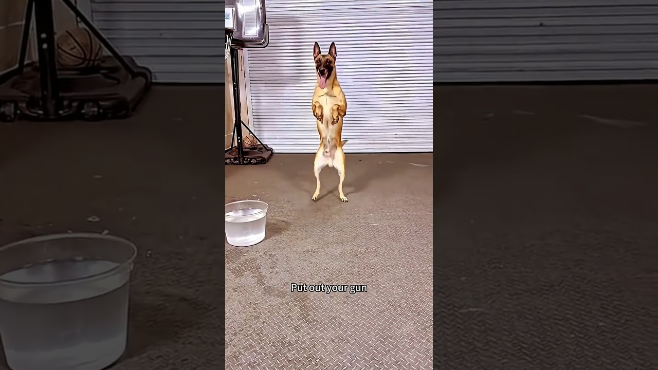 #dogs #dog #dogsofyoutube #dogtraining #dogshorts #animals #animalshorts #fyp #dogslife #cuteanimals