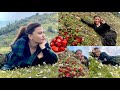         strawberry mamche dada barpak gorkha way to gumda