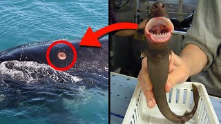 The Most Mysterious Mythical Creatures Ever Found In The Wild