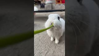 Theses 2 Bunny Facts will suprise You! 🐰😮#pets #shorts