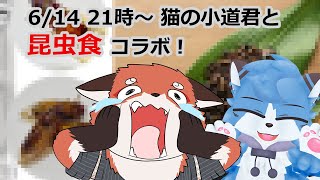 初めての昆虫食を猫の小道くんと♪🦊☀