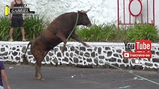 Tourada à corda em São Mateus, 2019