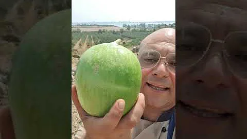 Come si mangiano i barattieri?