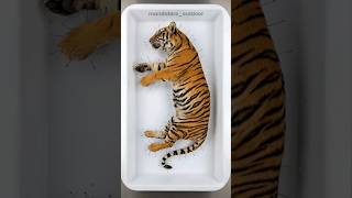 Millions of Insects vs a Dead Tiger… The Result Is Shocking 😳 🐅 #shorts