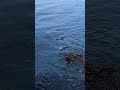 Otter and Pup Day 2, Monterey Bay PT. 3