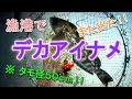 夜の漁港で デカいアイナメ 釣れた!!