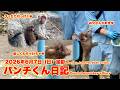 パンチくん日記【2026年6月7日撮影】楽しくわちゃわちゃ 市川市動植物園 Punch the monkey 【Punch the monkey's video in June 7, 2026】