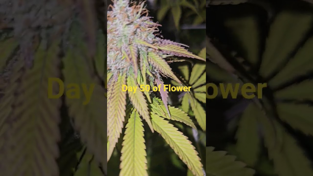 Super Lemon Haze by Greenhouse Seeds.Day 50 of Flower