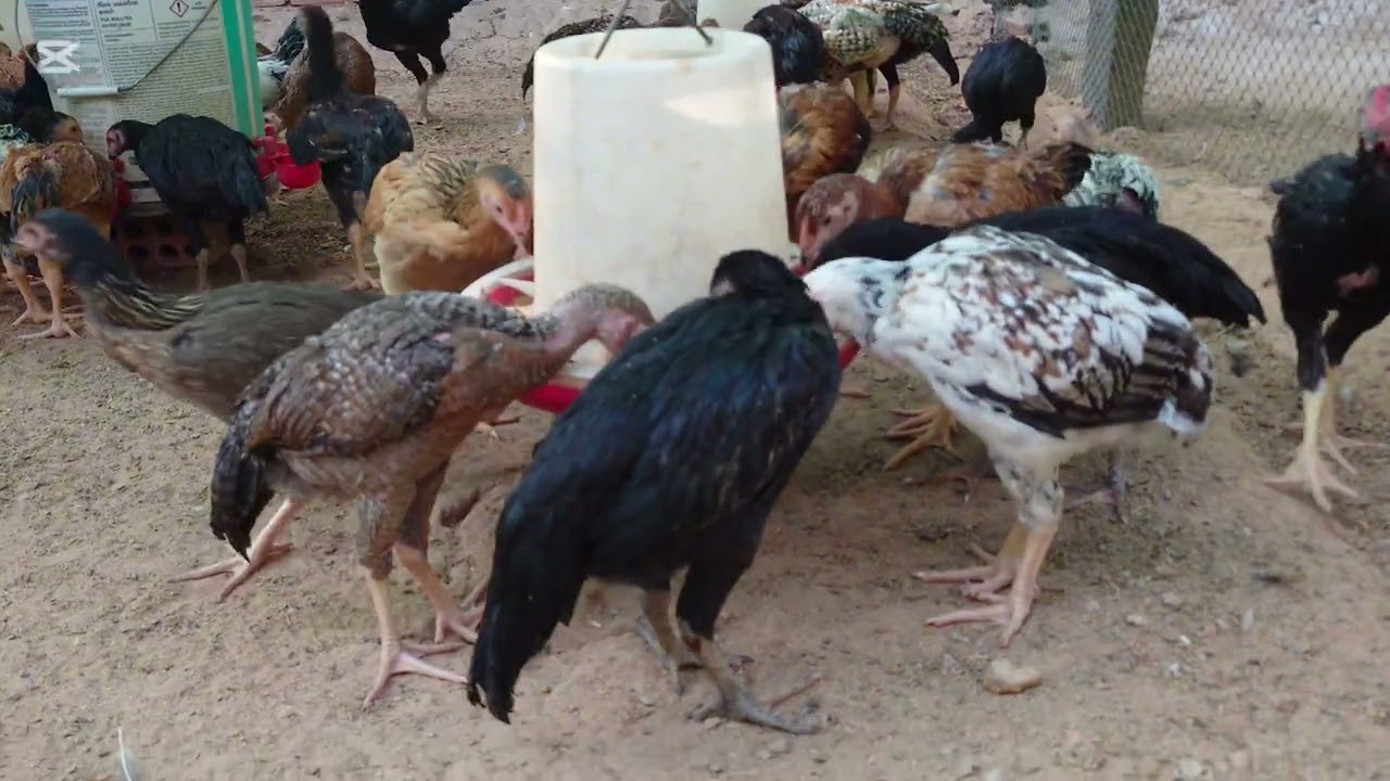 មាន់ស្រែ អាយុបាន២ខែកន្លះហើយ