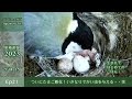 【巣箱速報2023 ep21】シジュウカラのたまごが孵化!いきなりでかい虫を与える!(2023/05/14~15)