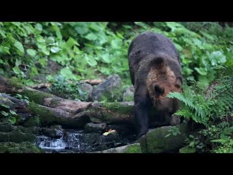 Video: Indiana Je Prvý Národný Park Práve Otvorený