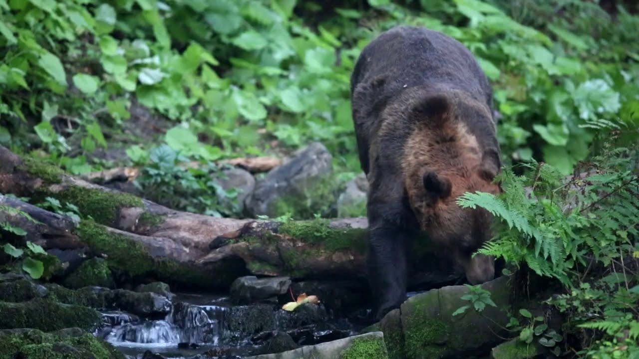 Bieščadský národný park a Národný park Poloniny - prírodné zaujímavosti a ich ochrana.