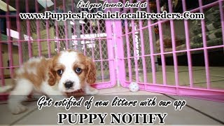 CAVALIER KING CHARLES SPANIEL PUPPIES FOR SALE GEORGIA LOCAL BREEDERS NEAR ATLANTA GA