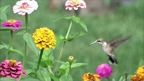 Hummingbird on zinnias